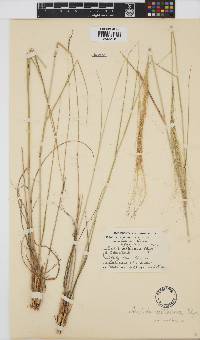 Aristida mollissima image