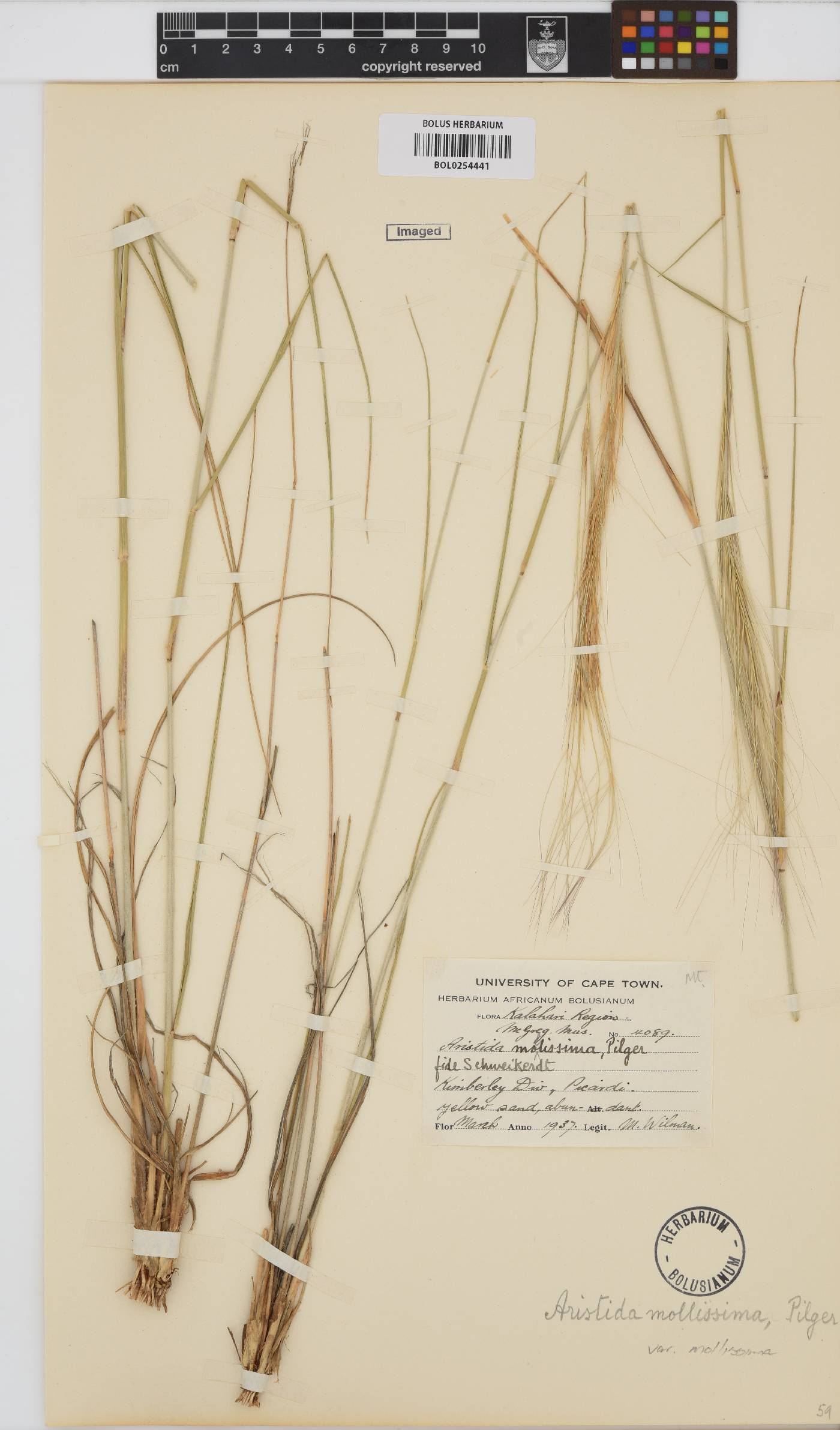 Aristida mollissima subsp. mollissima image