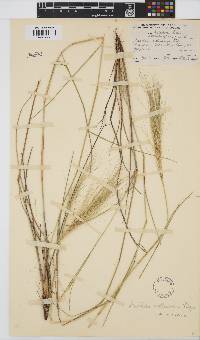 Aristida mollissima subsp. mollissima image