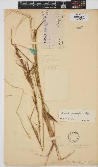 Aristida stipitata subsp. graciliflora image