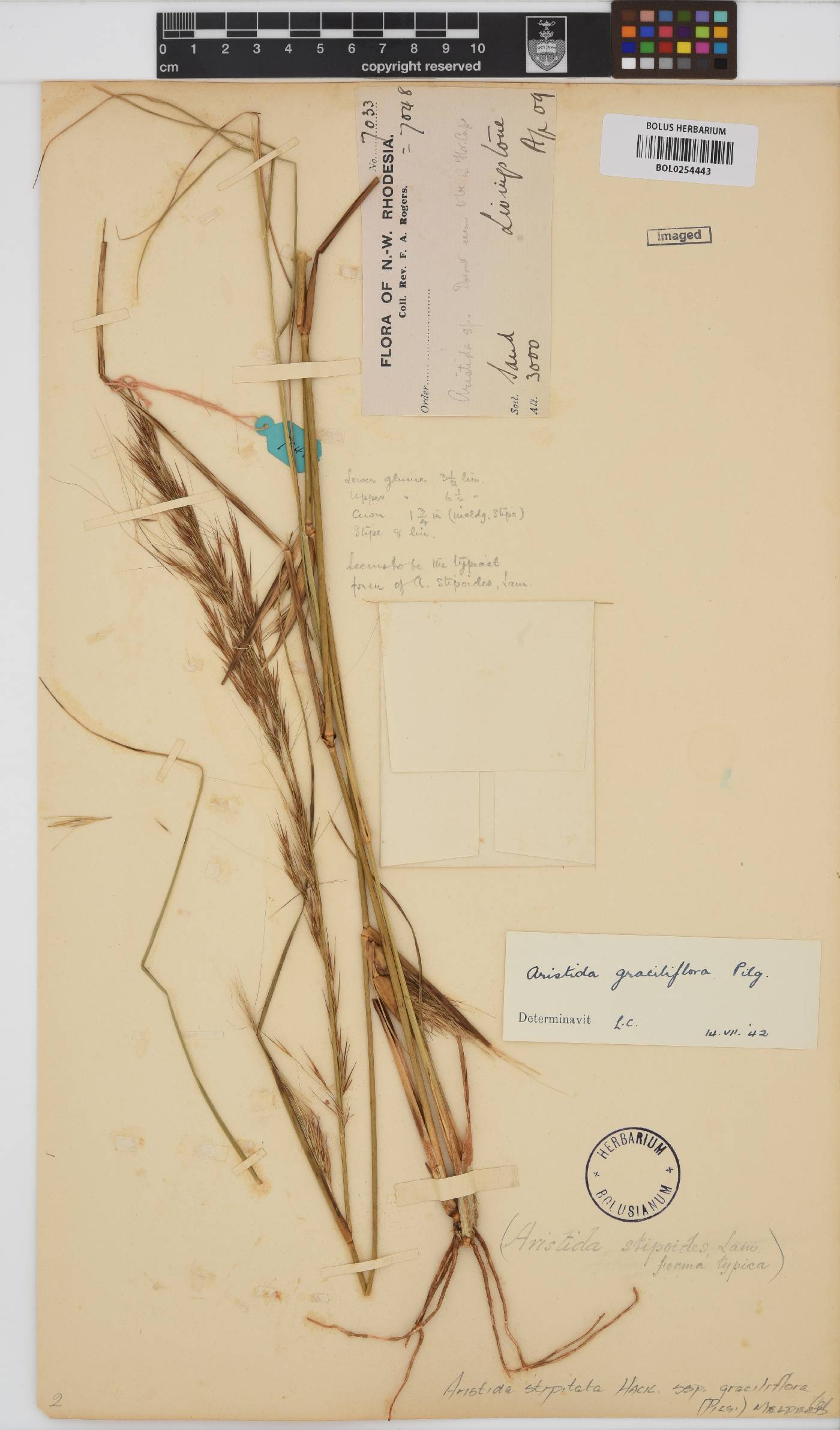 Aristida stipitata subsp. graciliflora image