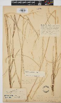 Aristida stipitata subsp. graciliflora image