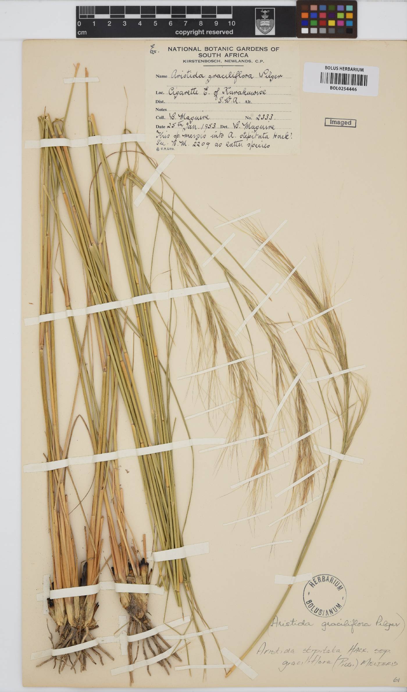 Aristida stipitata subsp. graciliflora image