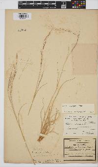 Aristida stipitata subsp. graciliflora image