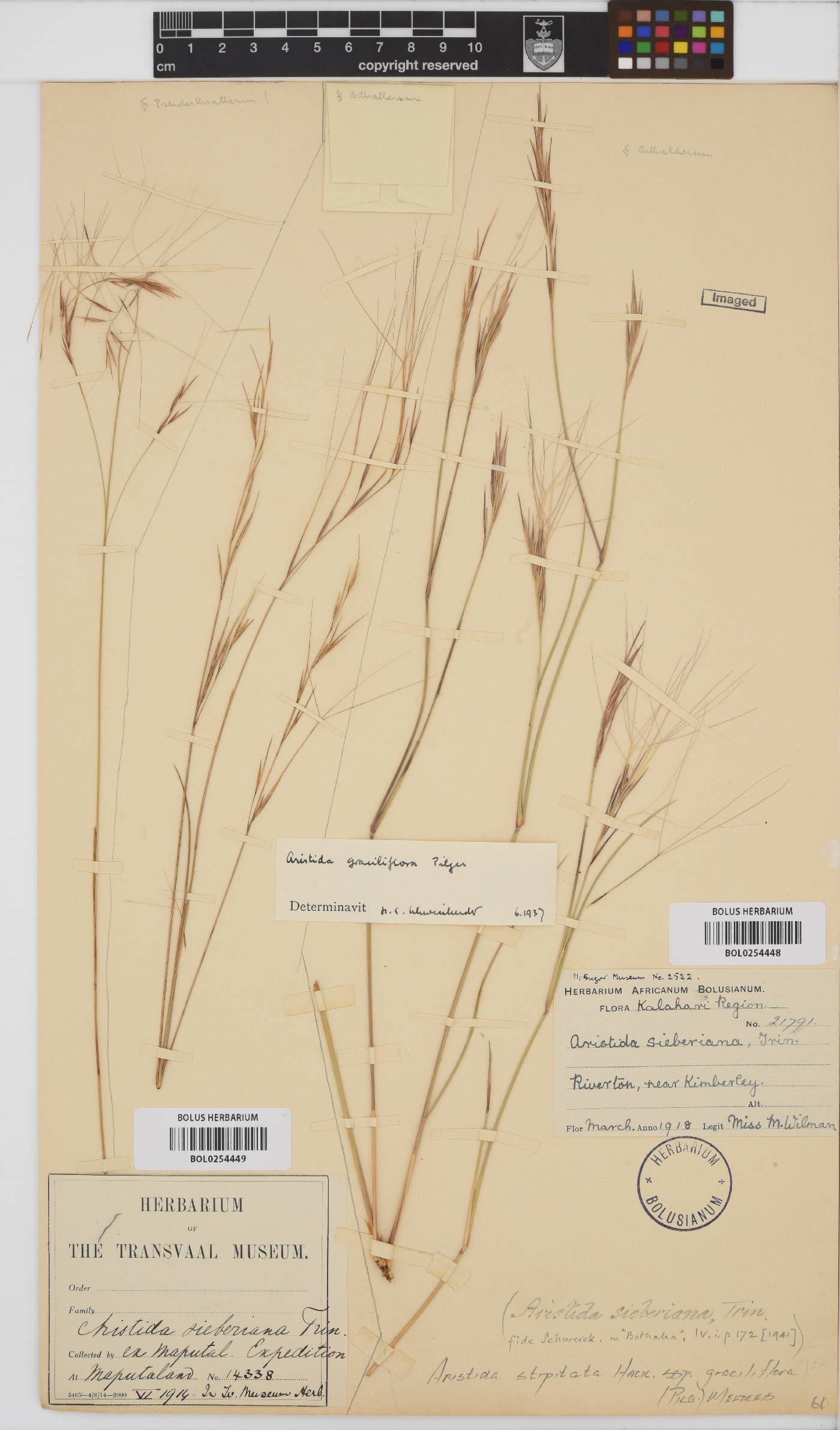 Aristida stipitata subsp. graciliflora image