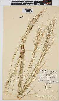 Aristida stipitata subsp. graciliflora image