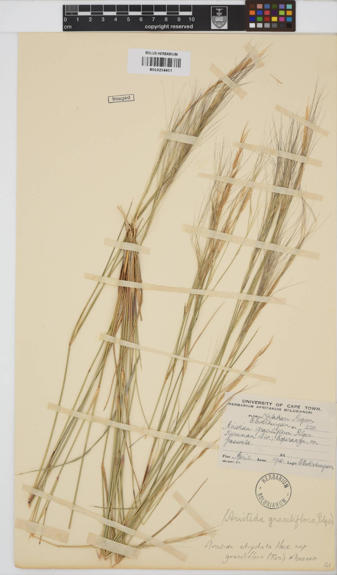 Aristida stipitata subsp. graciliflora image