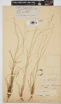 Aristida stipitata subsp. graciliflora image