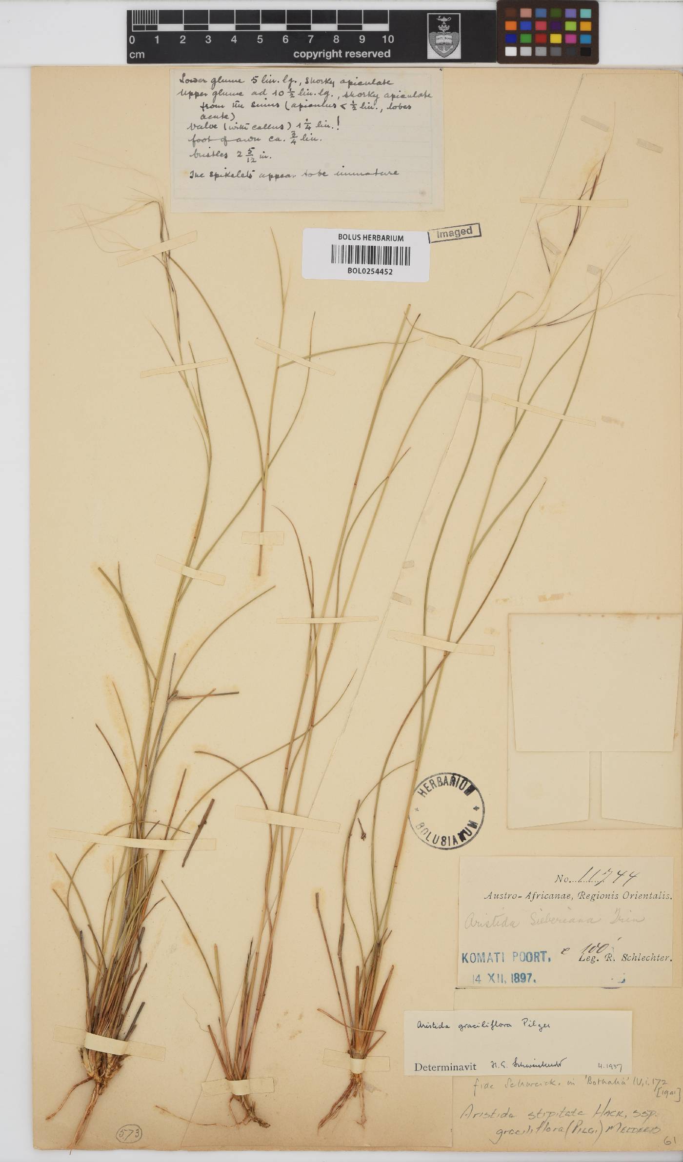 Aristida stipitata subsp. graciliflora image