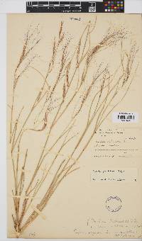 Aristida stipitata subsp. graciliflora image