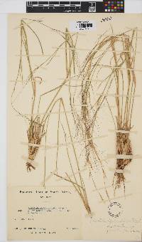 Aristida stipitata subsp. graciliflora image