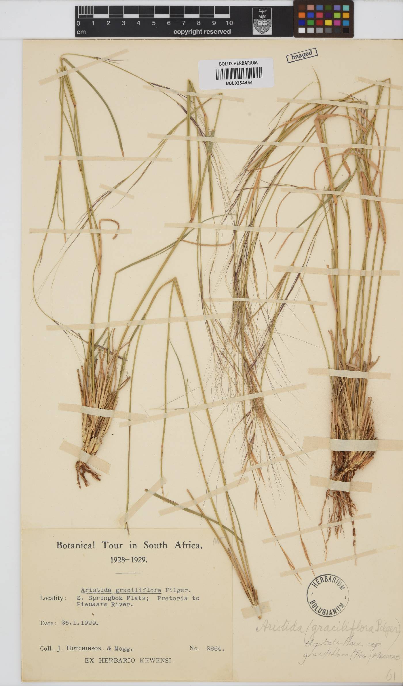 Aristida stipitata subsp. graciliflora image