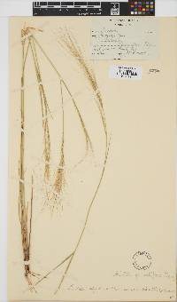 Aristida stipitata subsp. graciliflora image