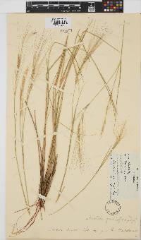 Aristida stipitata subsp. graciliflora image