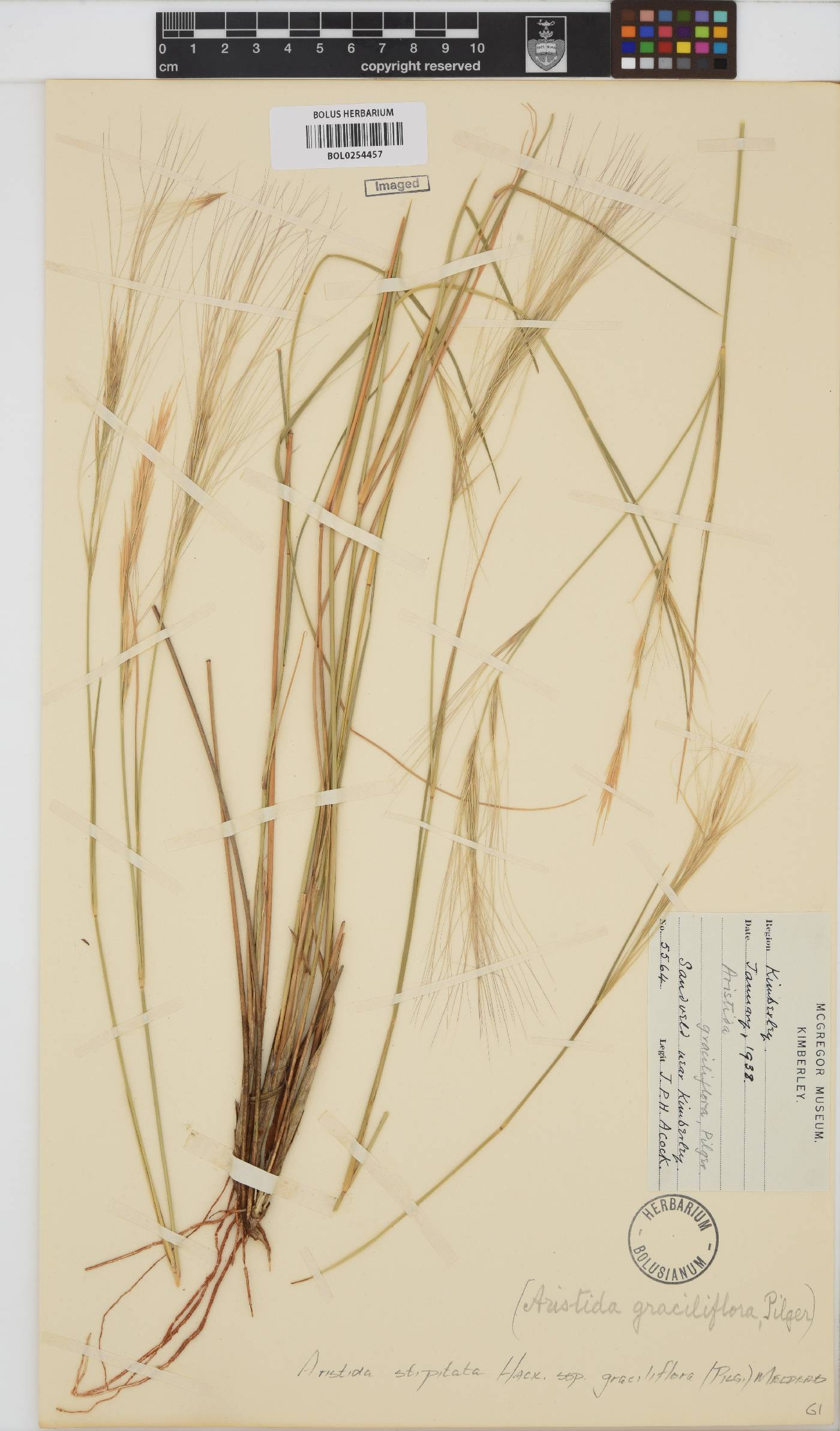 Aristida stipitata subsp. graciliflora image