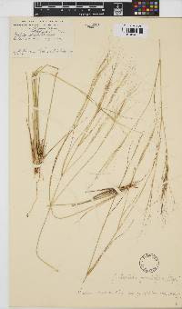 Aristida stipitata subsp. graciliflora image