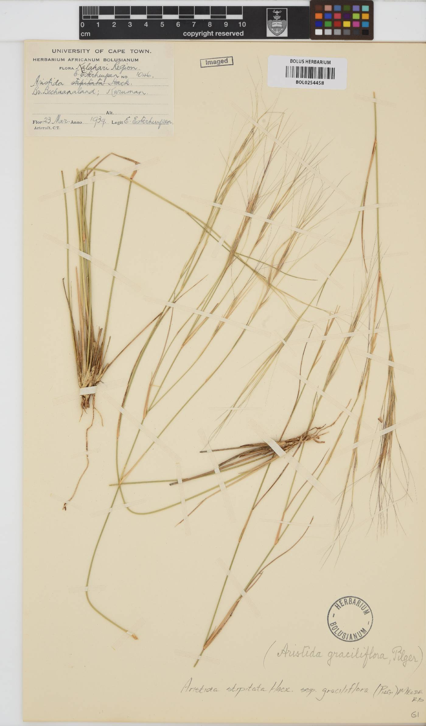 Aristida stipitata image