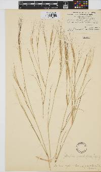 Aristida stipitata subsp. graciliflora image