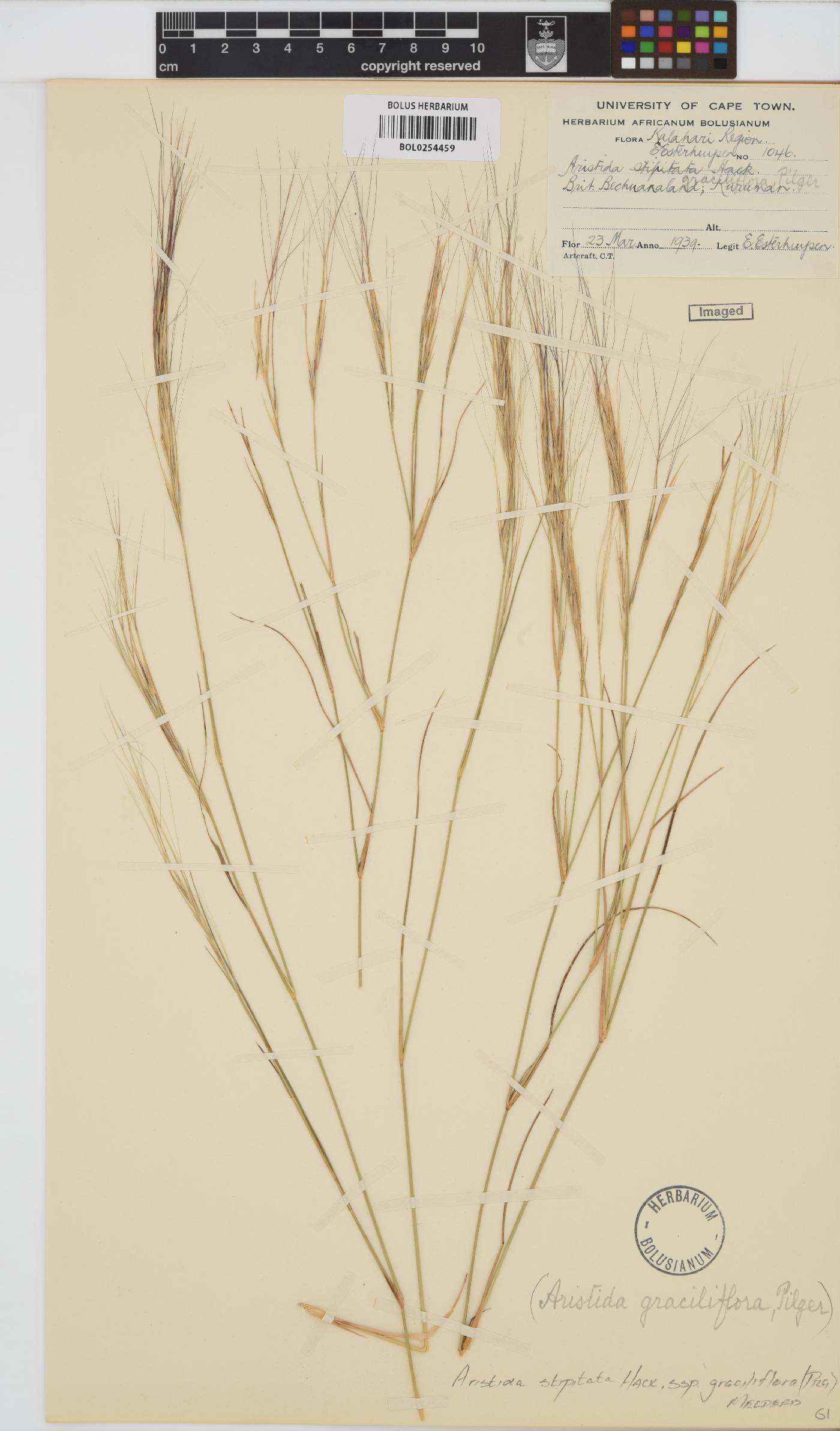 Aristida stipitata image