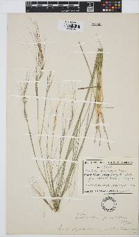 Aristida stipitata subsp. graciliflora image