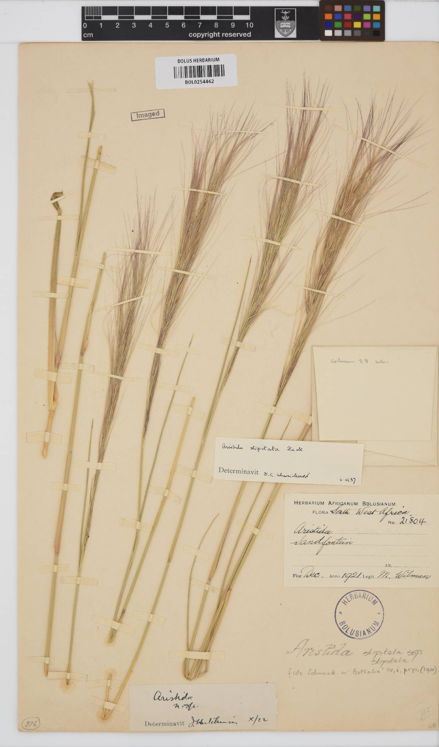 Aristida stipitata subsp. stipitata image