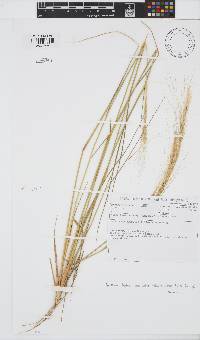 Aristida stipitata image