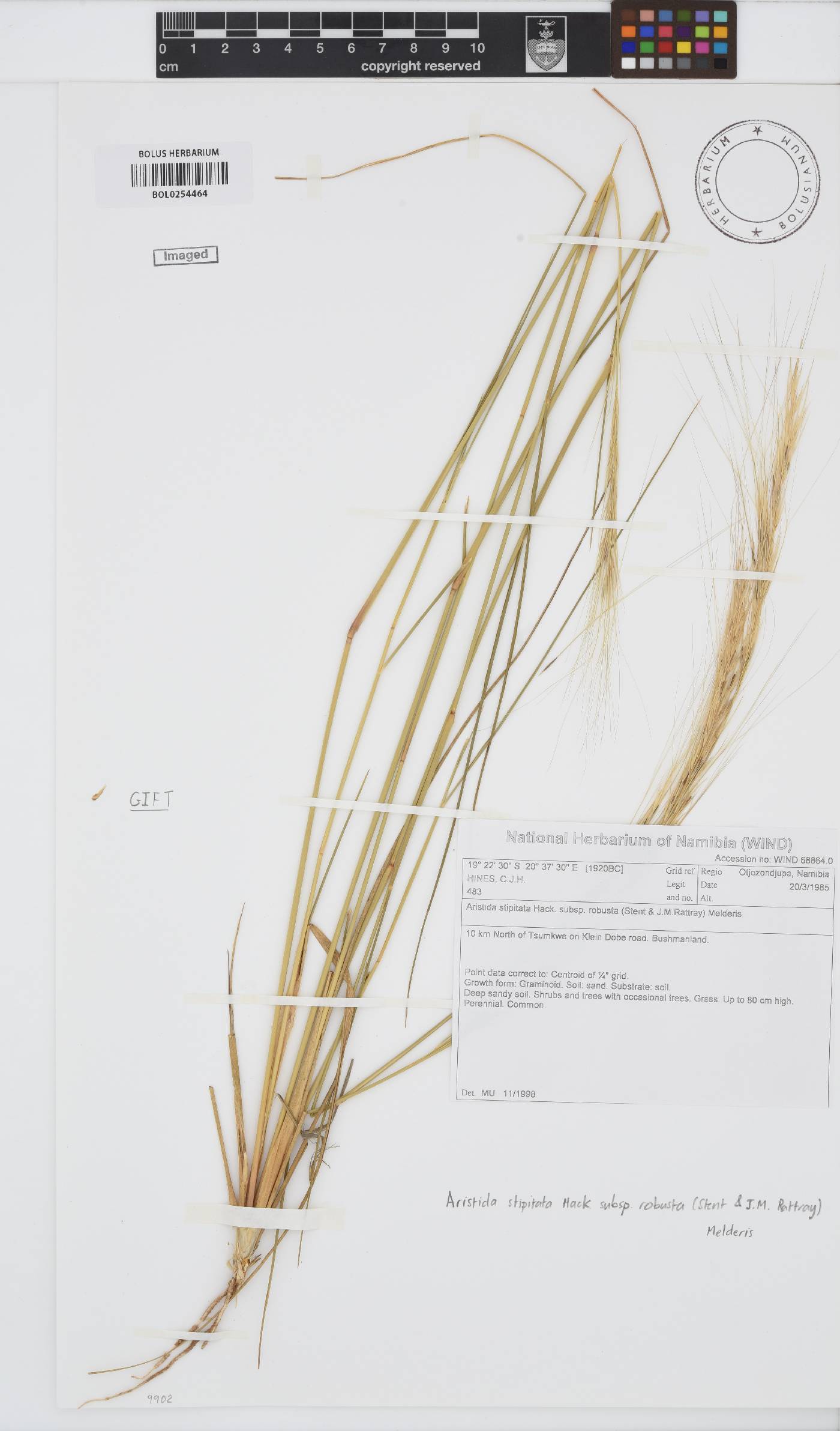 Aristida stipitata subsp. robusta image