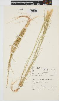 Image of Aristida congesta