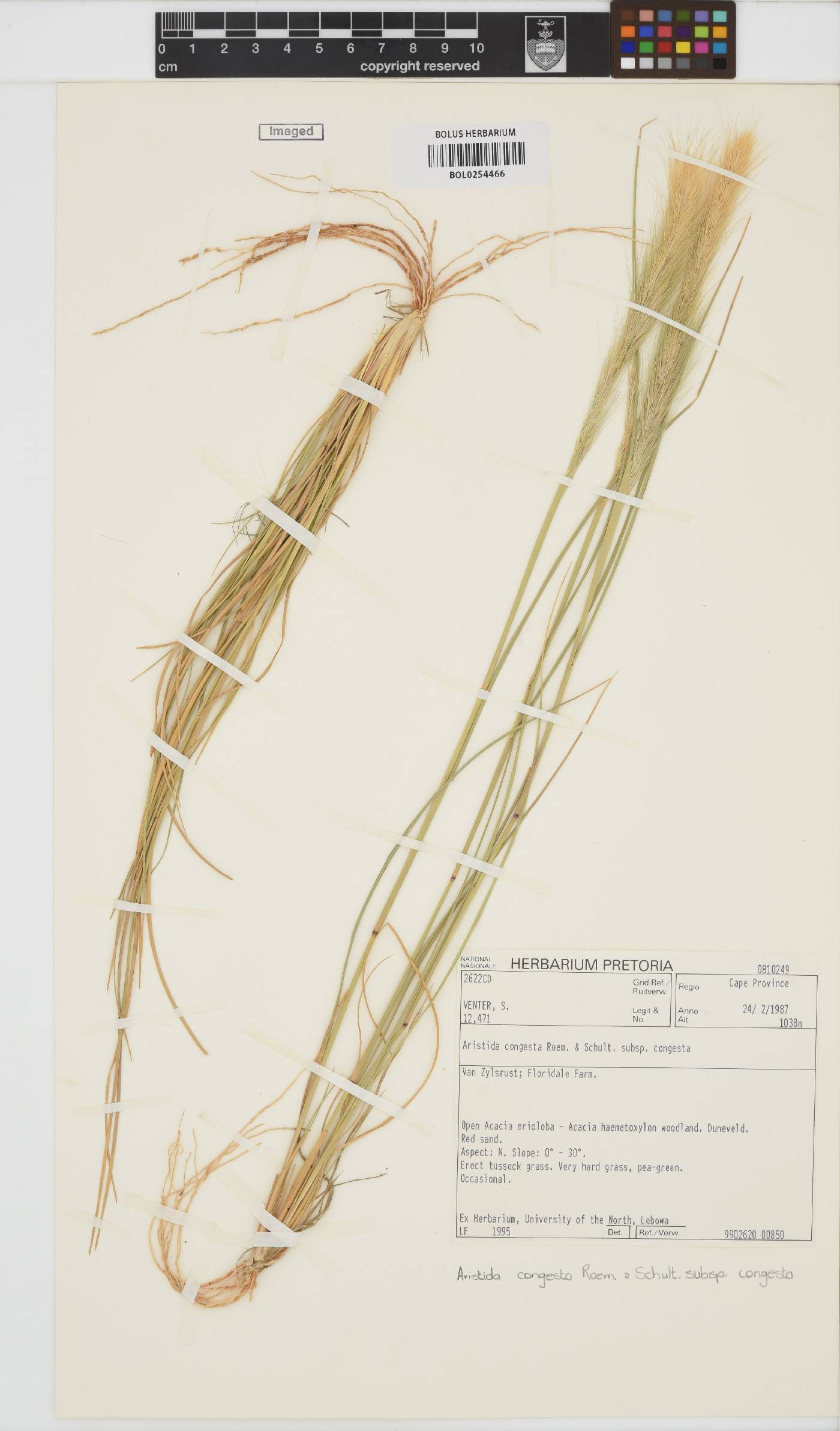 Aristida congesta image