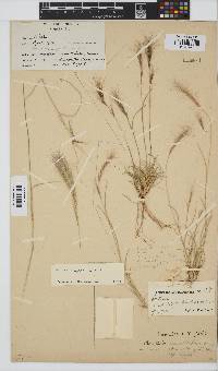 Aristida congesta image