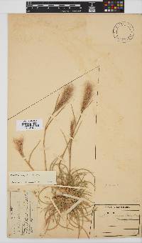 Aristida congesta image