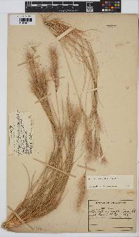 Aristida congesta subsp. congesta image