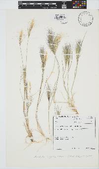 Aristida congesta subsp. congesta image