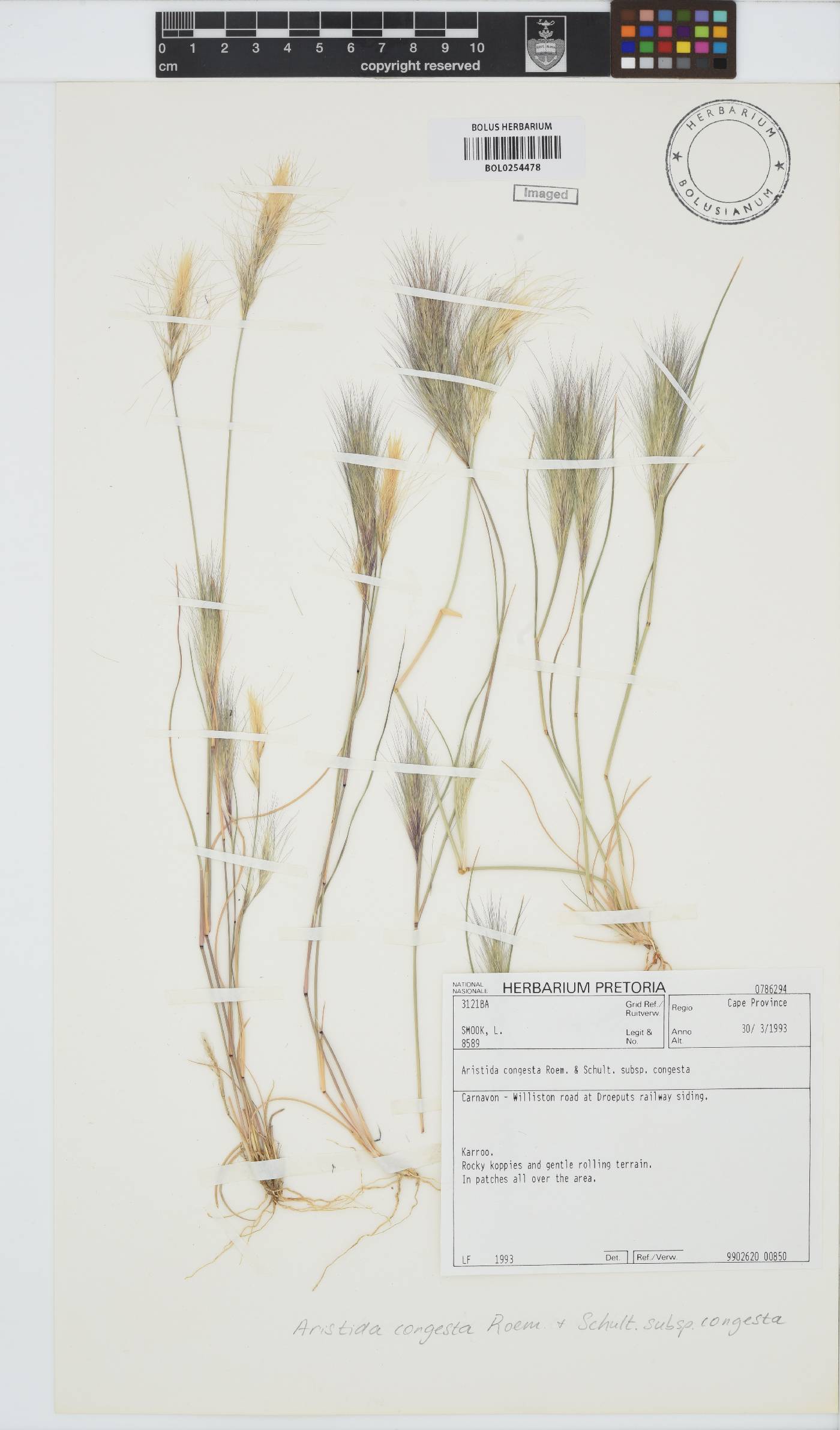 Aristida congesta image