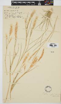 Aristida congesta subsp. congesta image