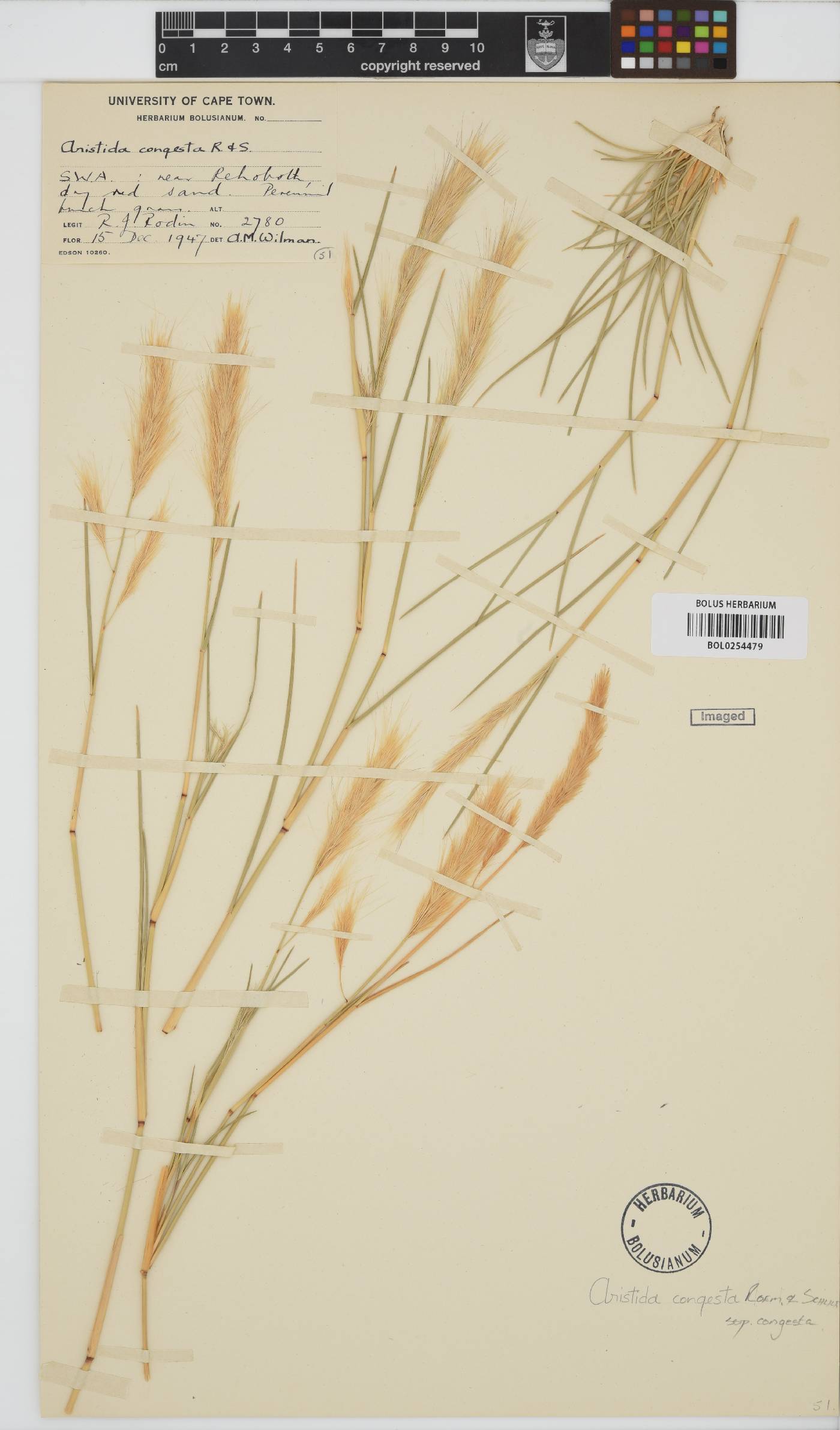Aristida congesta image