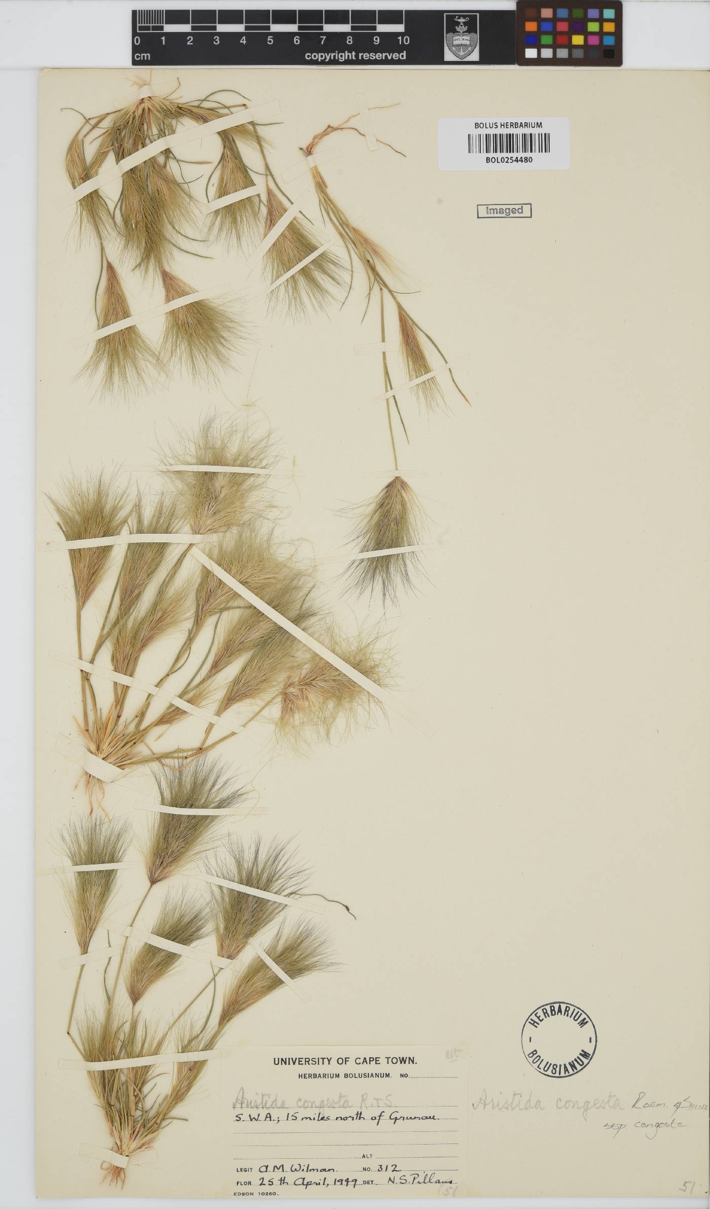 Aristida congesta subsp. congesta image