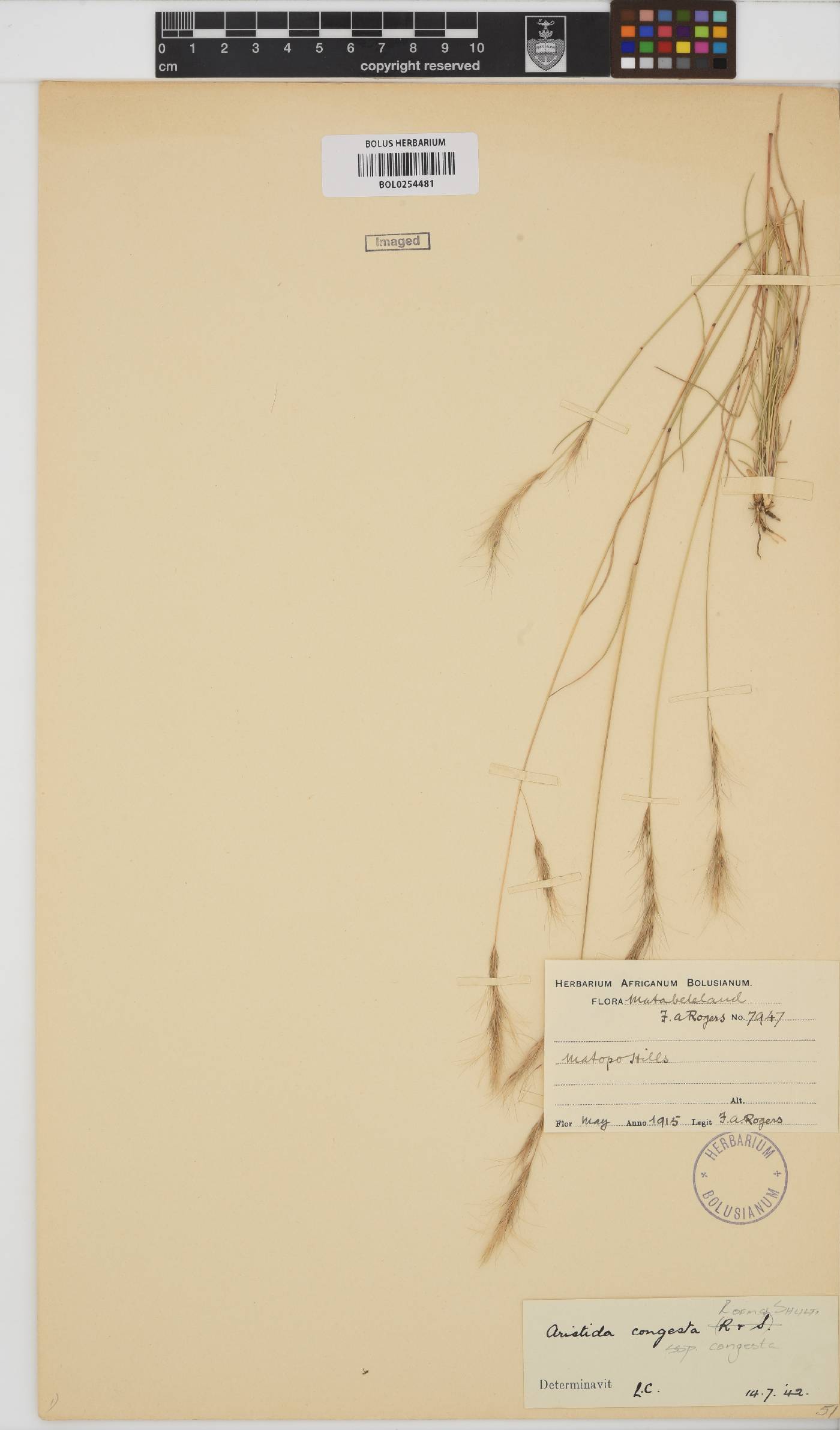 Aristida congesta subsp. congesta image