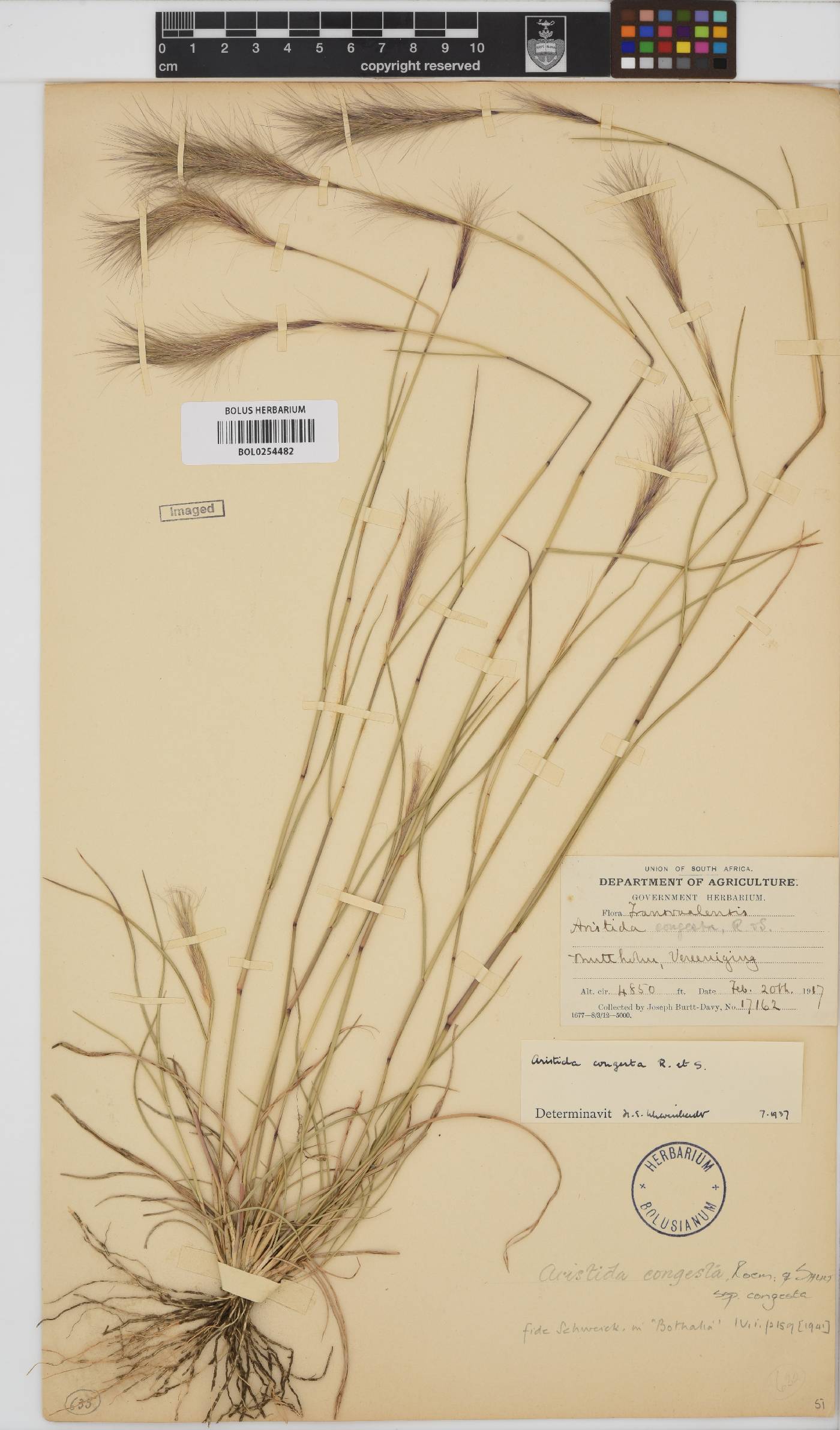 Aristida congesta subsp. congesta image