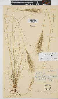 Aristida congesta subsp. congesta image