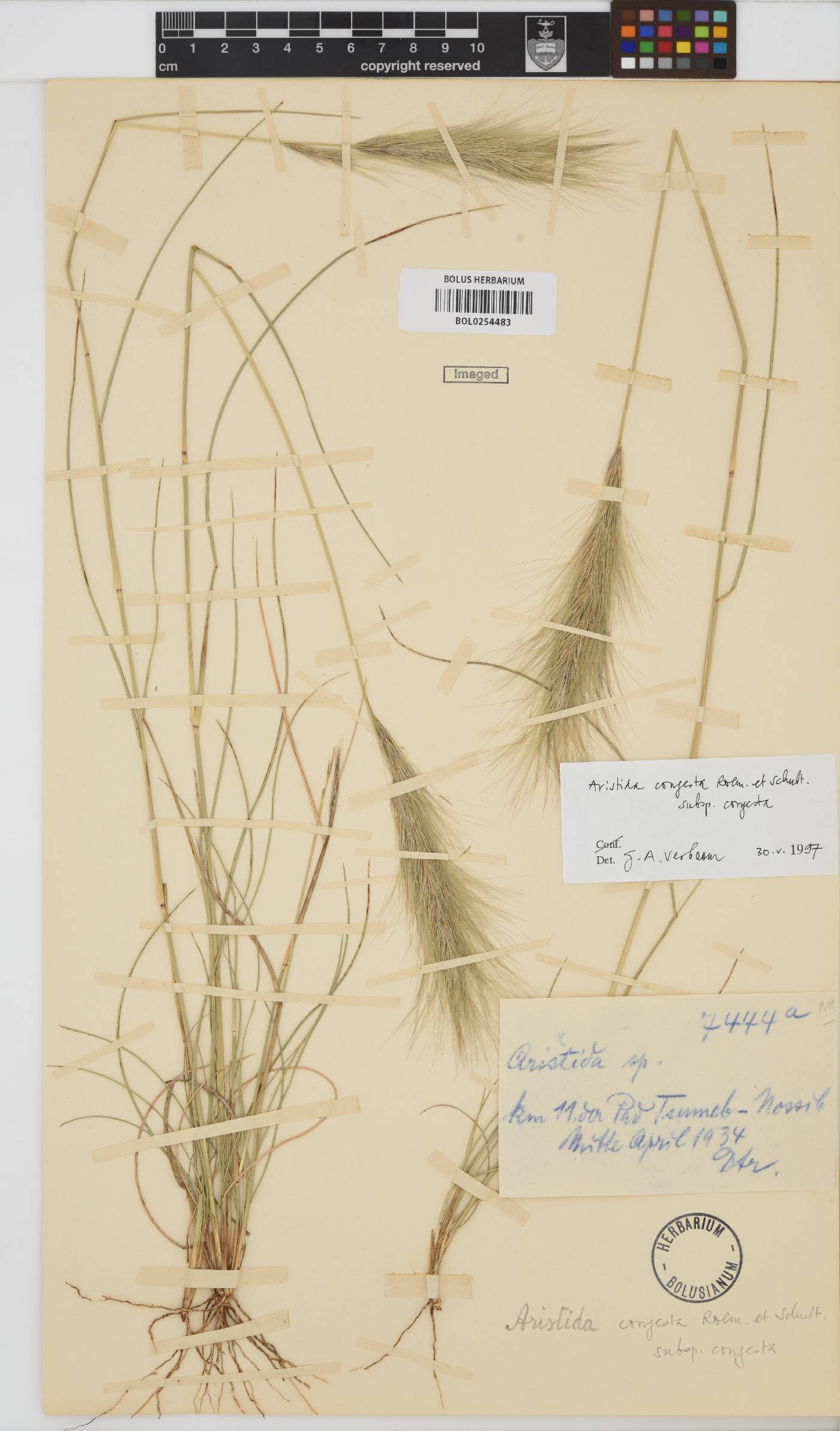 Aristida congesta subsp. congesta image