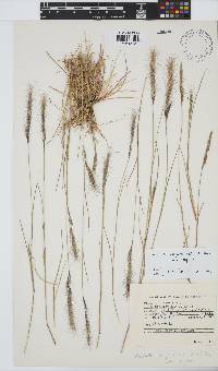 Aristida congesta image