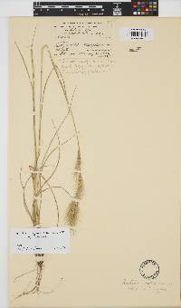 Aristida congesta subsp. congesta image