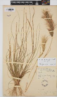 Aristida congesta subsp. congesta image