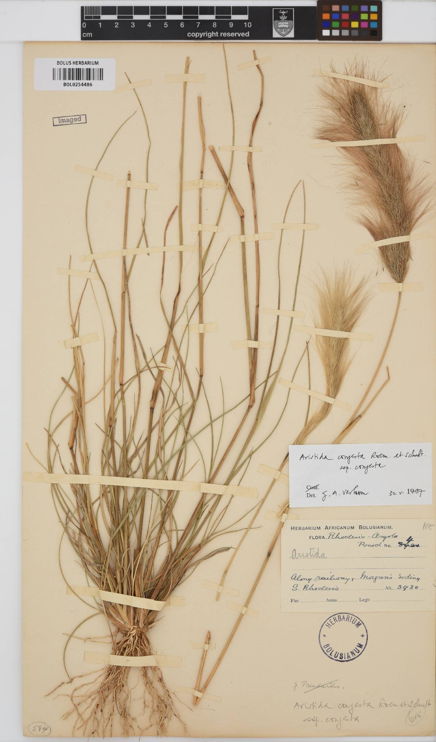 Aristida congesta subsp. congesta image