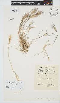 Aristida congesta subsp. congesta image