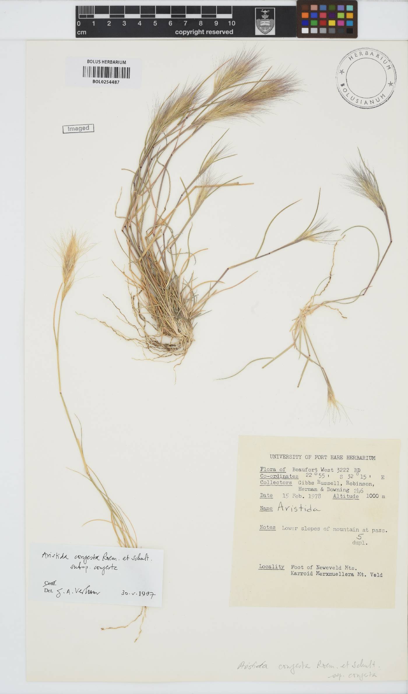 Aristida congesta subsp. congesta image