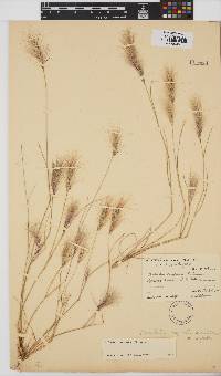 Aristida congesta subsp. congesta image