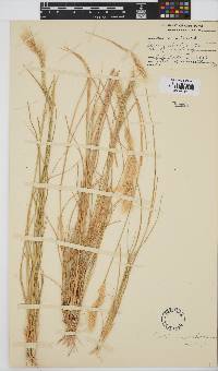 Aristida congesta subsp. congesta image