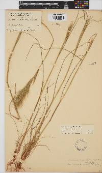 Aristida congesta subsp. congesta image